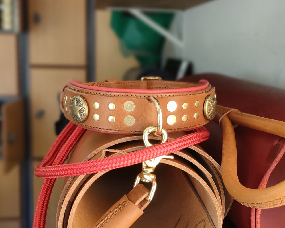 Collar for a Great Dane
